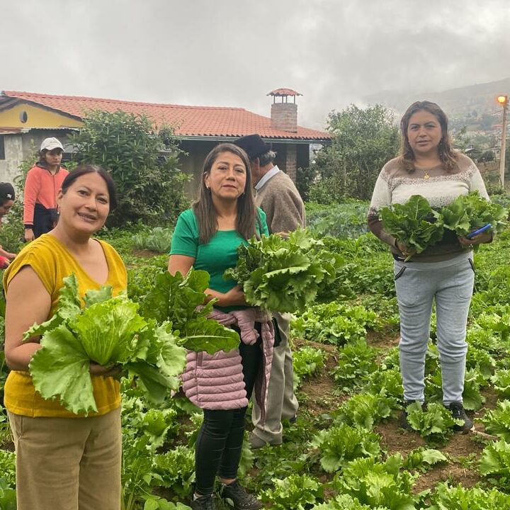 Agricultoras/es de la Comunidad 13 de Abril cosechan hortalizas, Bolívar