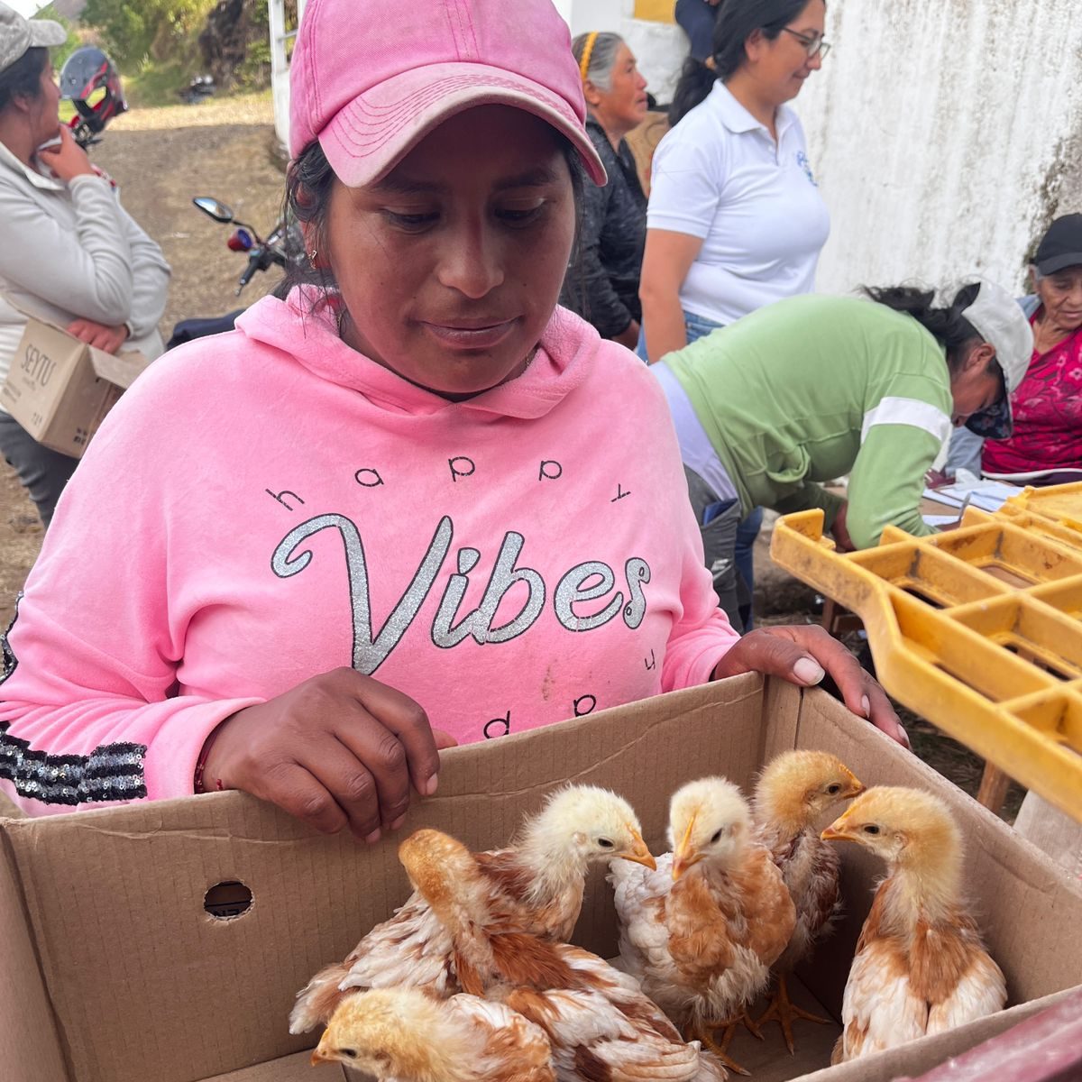 Entregamos pollas ponedoras en el proyecto Clubes de Agricultores/as Bolívar