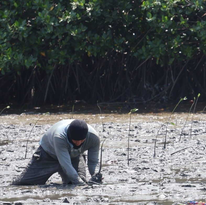 Sembramos 1.500 plantas de mangle para contribuir a la conservación del ecosistema manglar en El Oro
